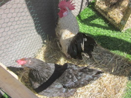 La ferme à la crèche !